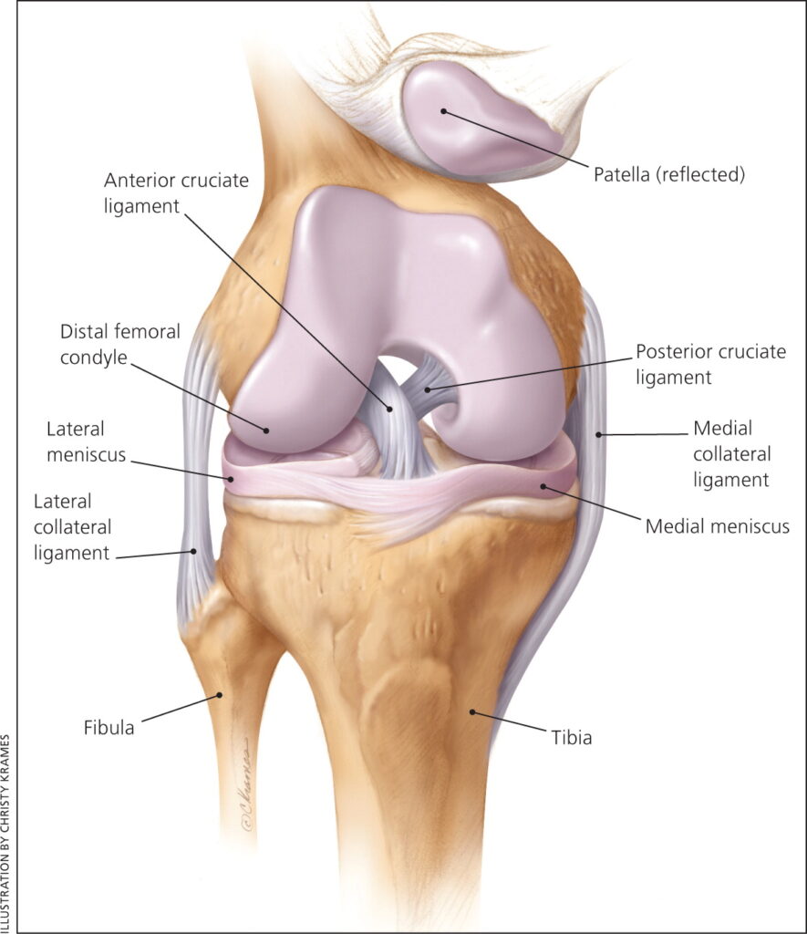 Anatomy of the knee